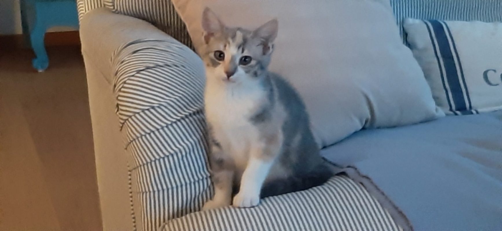 Nala - Chat Européen à adopter