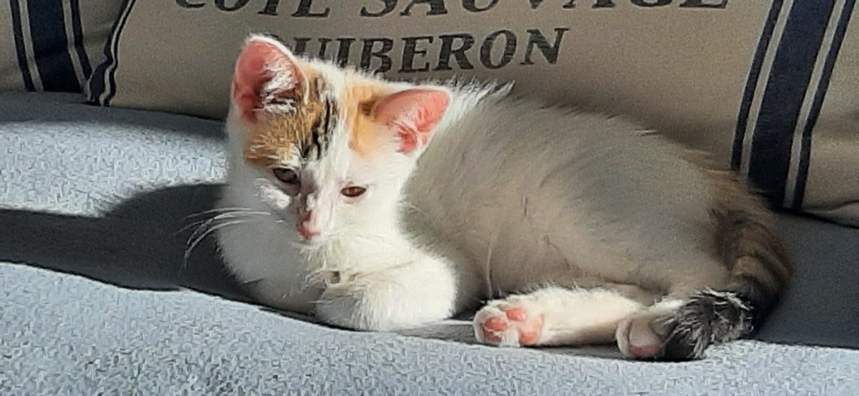 Lili - Chat Européen à adopter