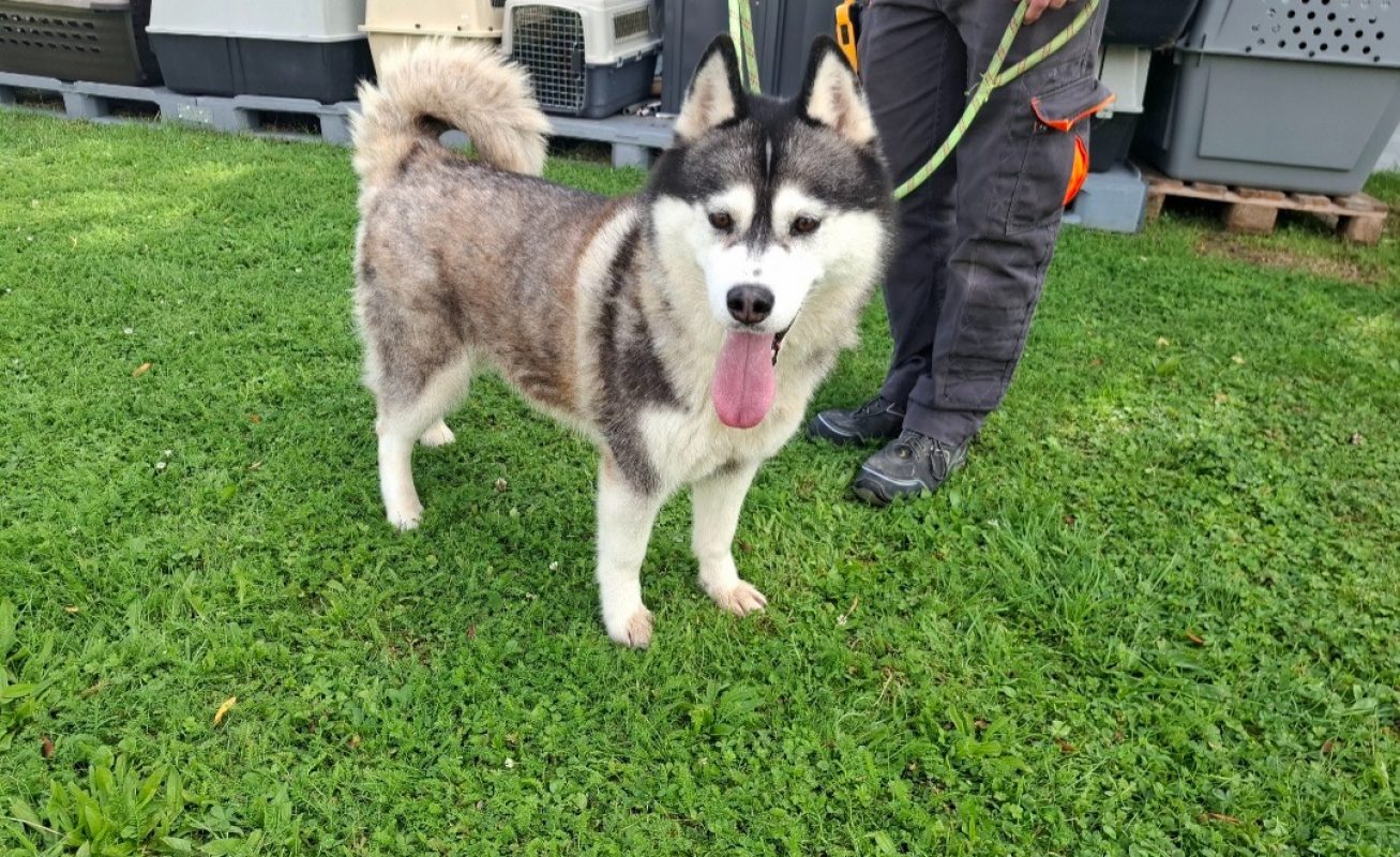 Arkouna - Chien Husky Sibérien à adopter