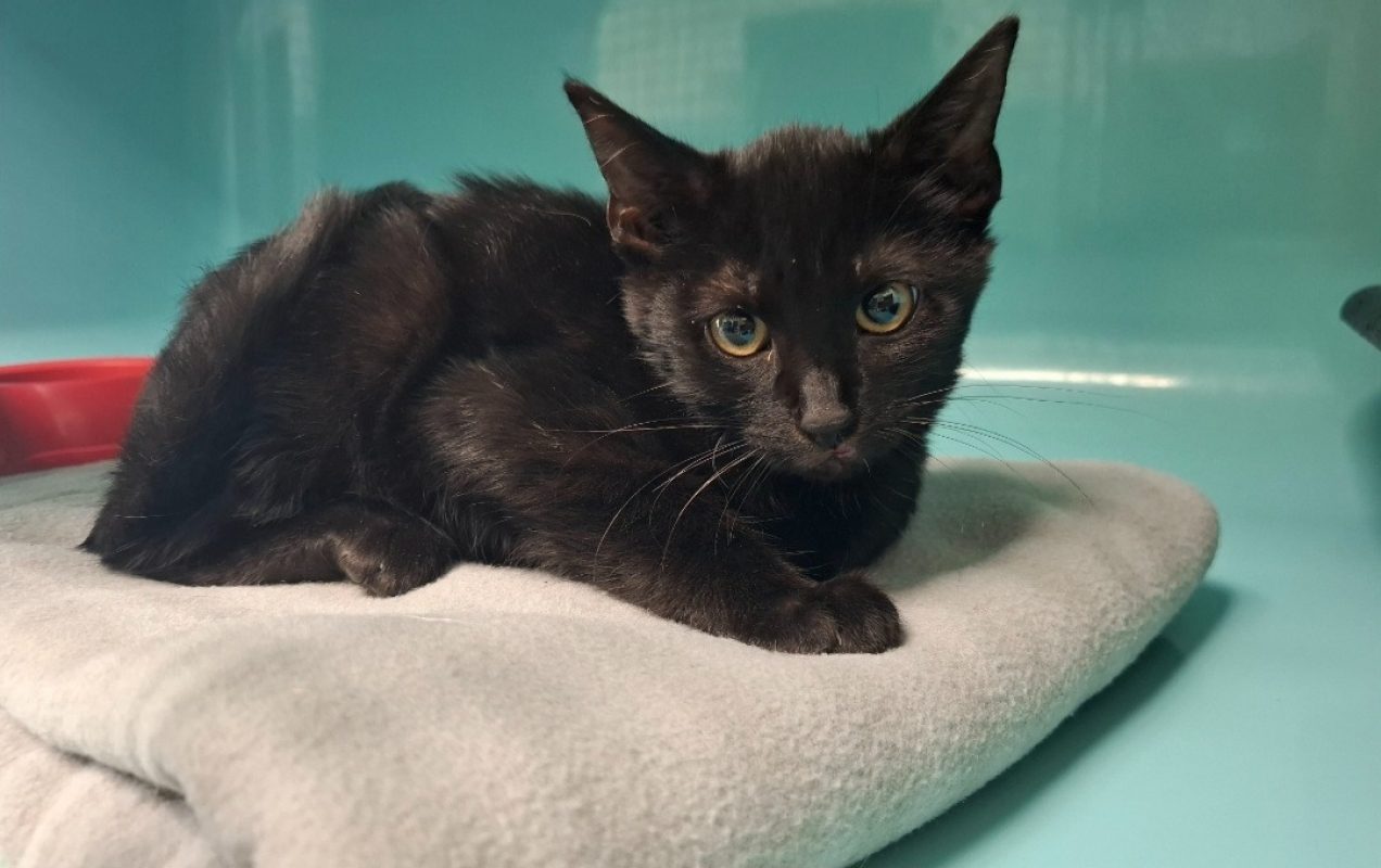 Popeye - Chat Européen à adopter
