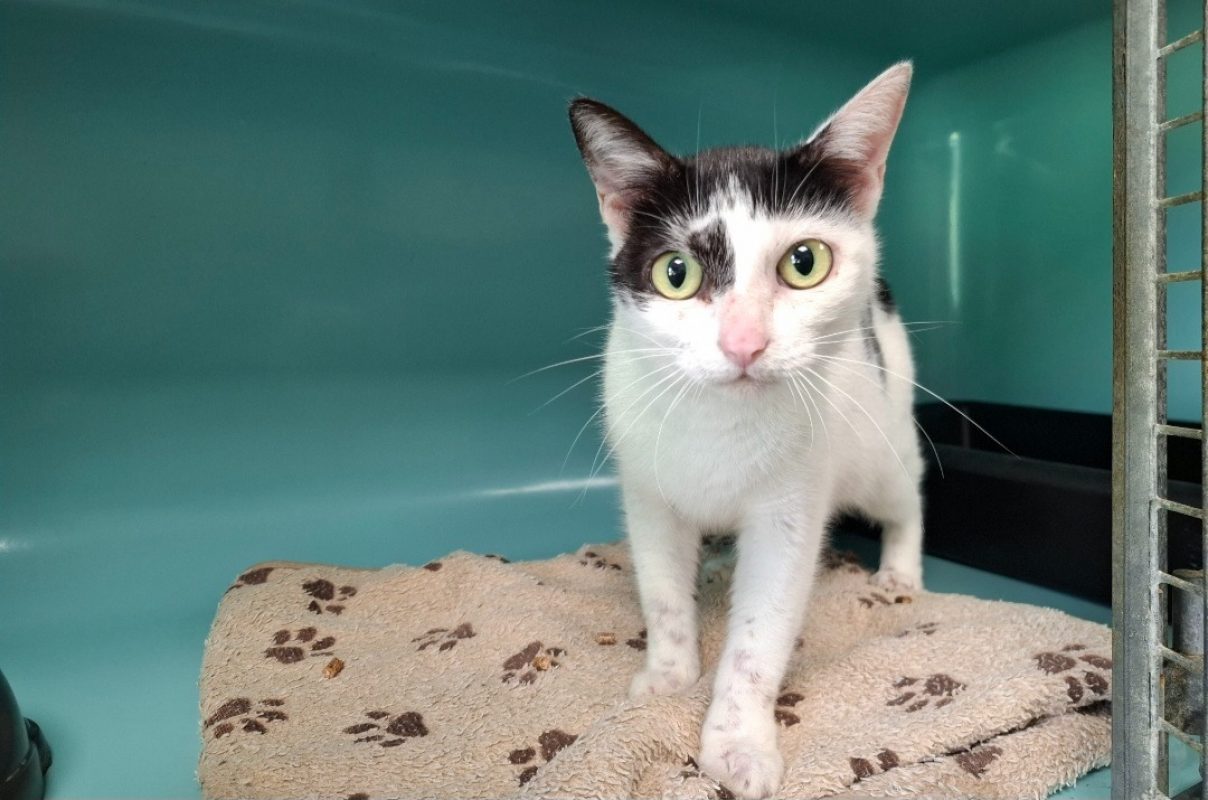 Poppins - Chat Européen à adopter