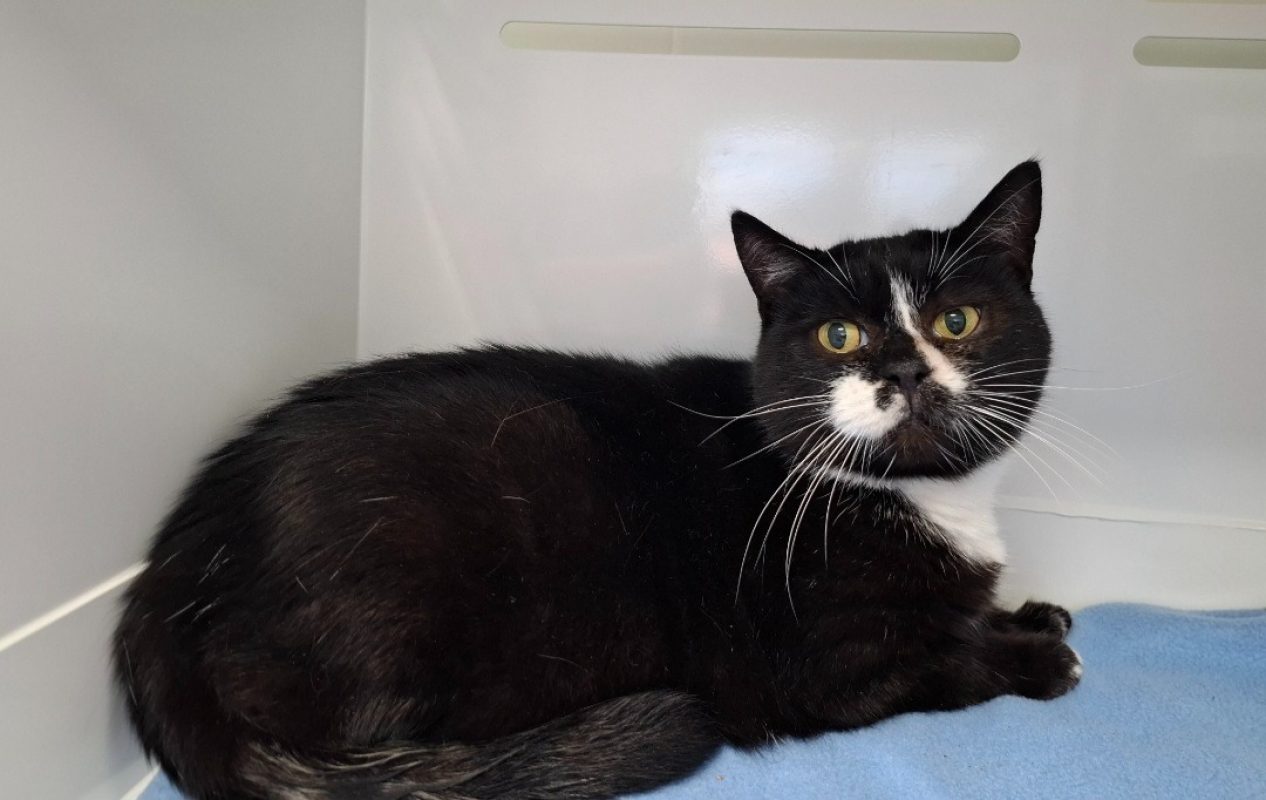 Minette - Chat Européen à adopter