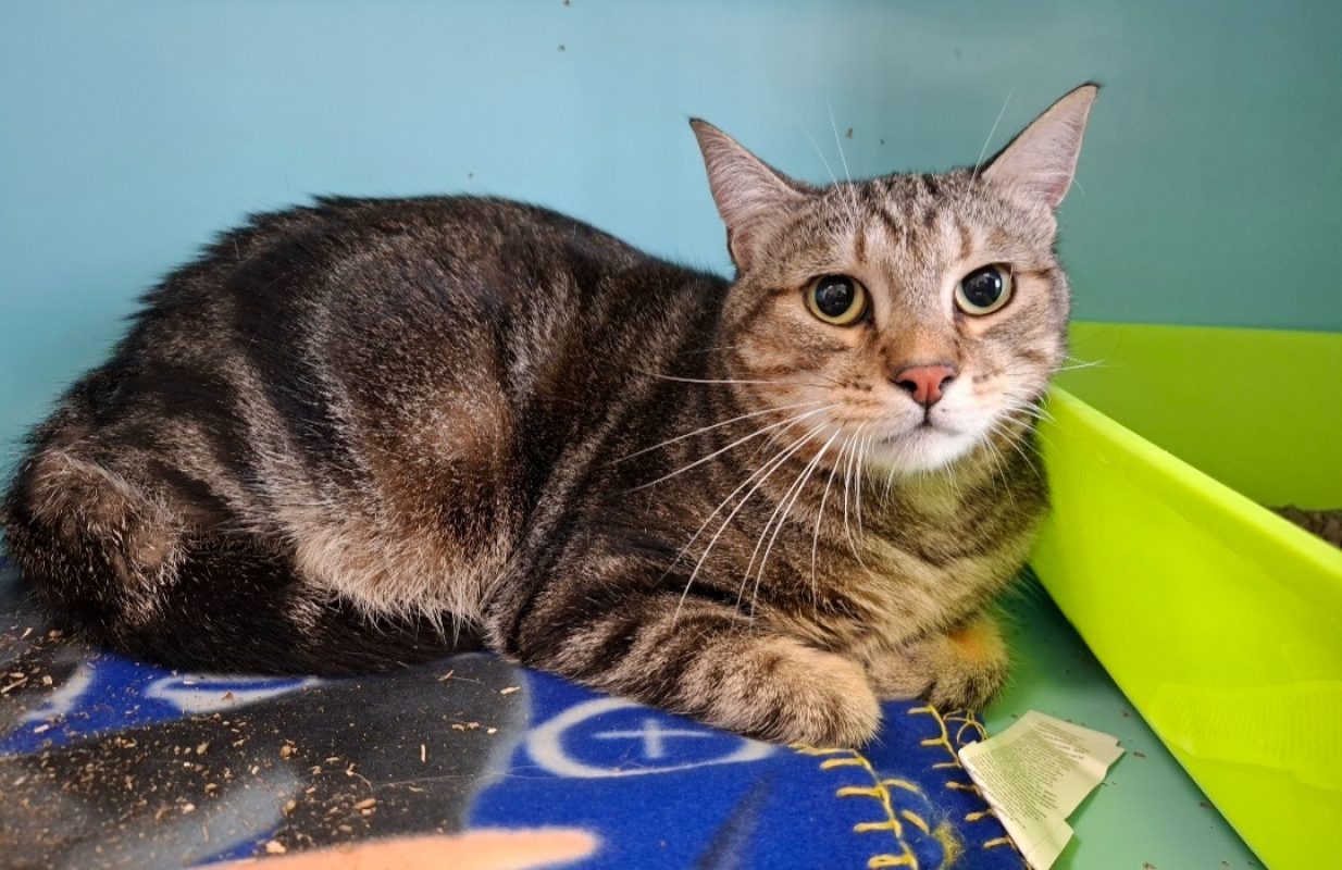 Chaton - Chat Européen à adopter