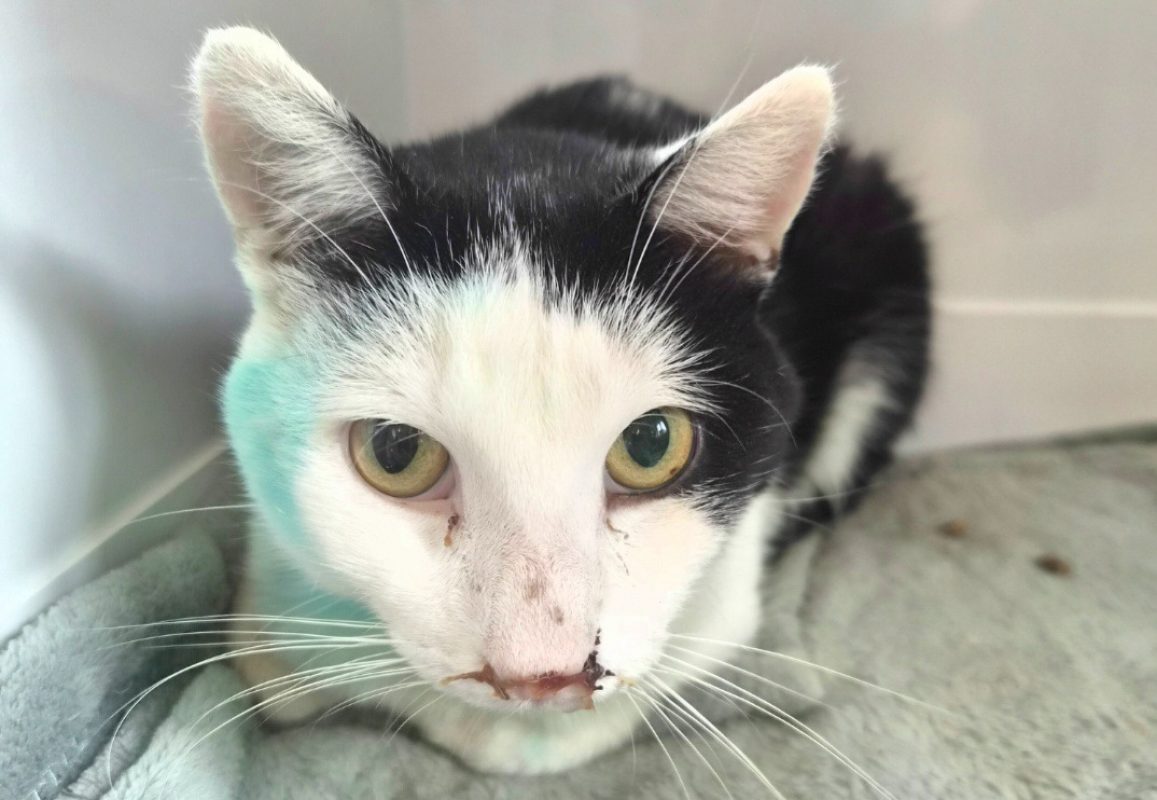 Bilou - Chat Européen à adopter