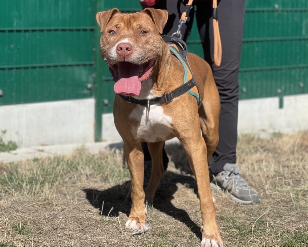 Simba - Chien Bouledogue Américain à adopter