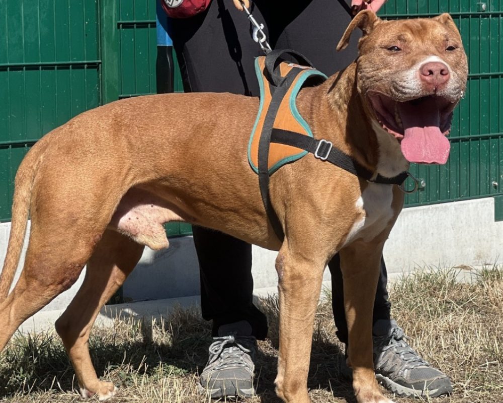 Simba - Chien Bouledogue Américain à adopter - photo 2