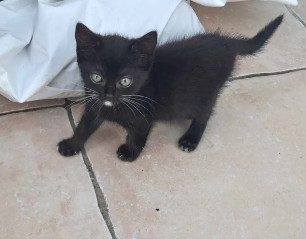 Betty - Chat Européen à adopter