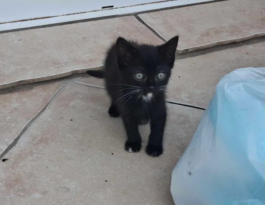 Betty - Chat Européen à adopter - photo 2