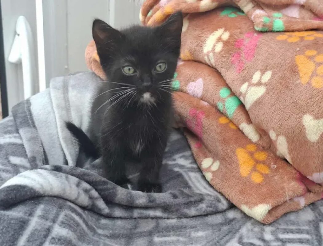 Betty - Chat Européen à adopter - photo 3
