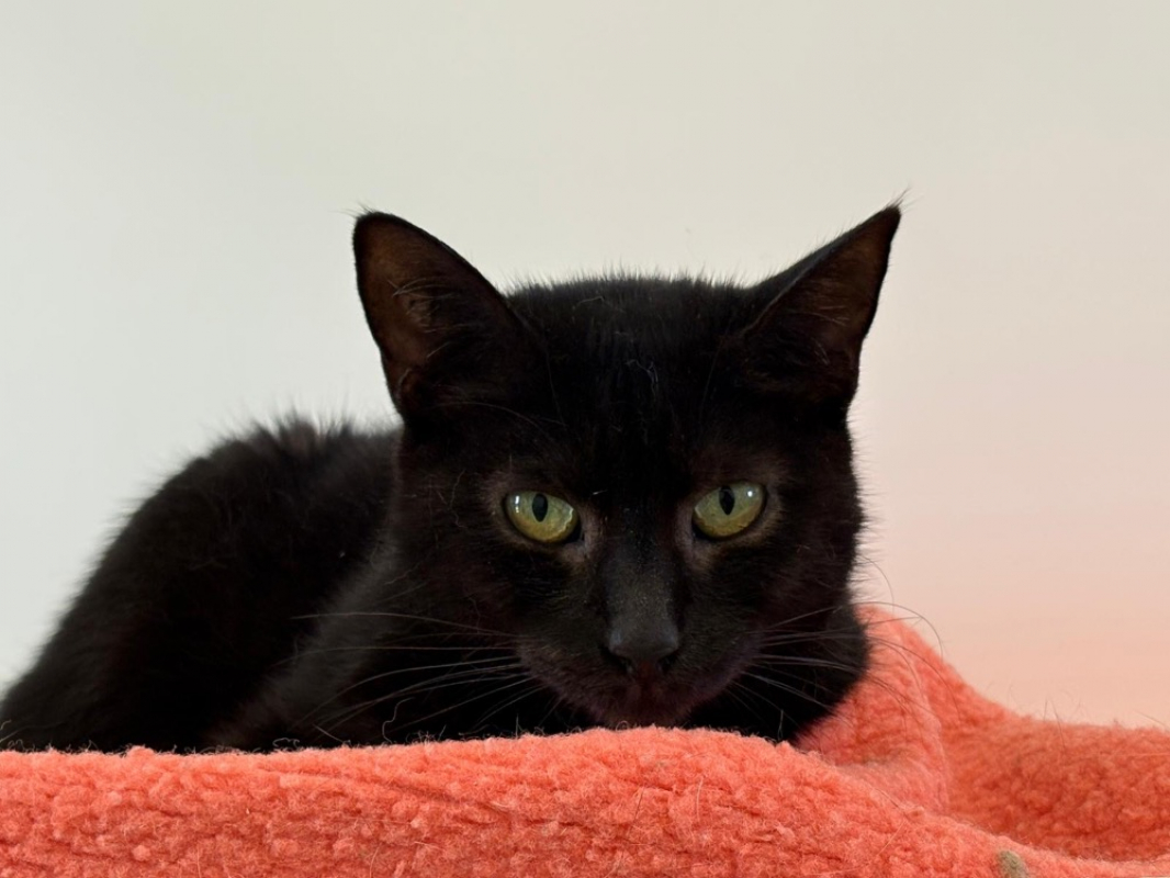 Photo #1 de Violette