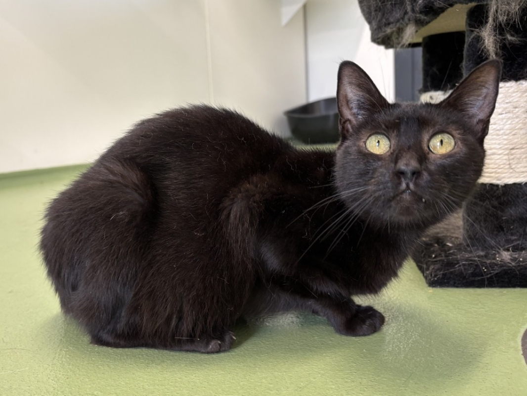 Photo #2 de Violette