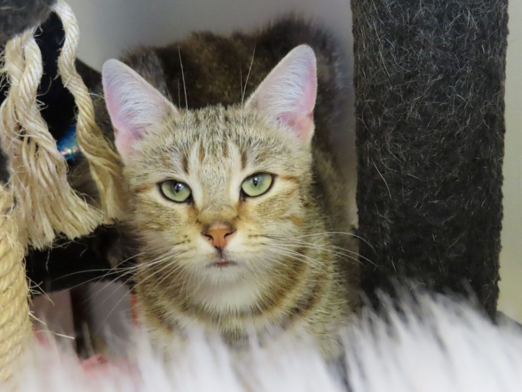 Asnieres - Chat Européen à adopter