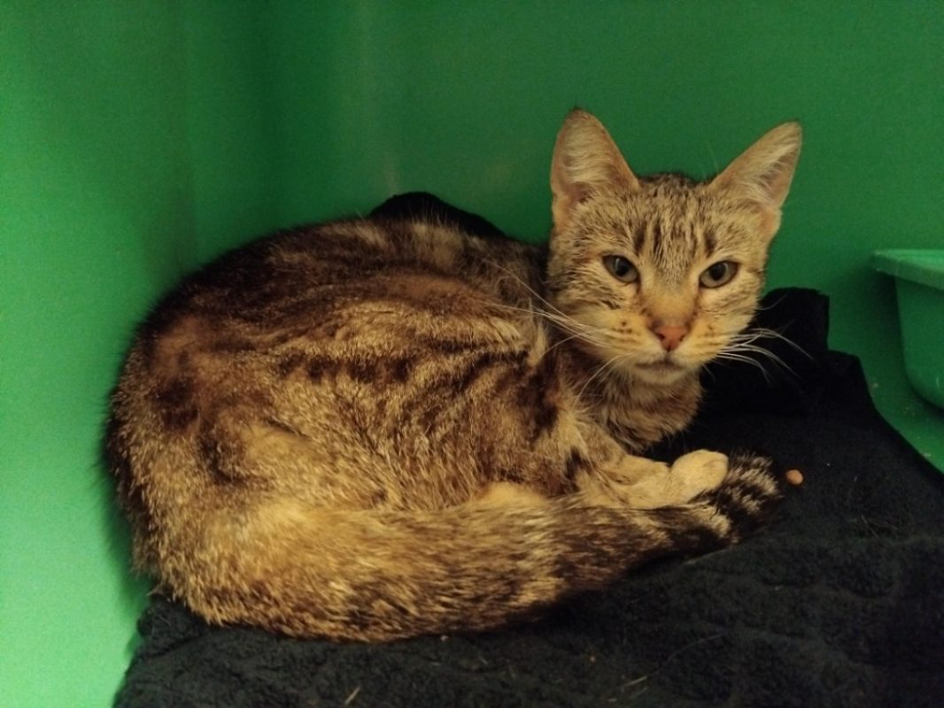 Asnieres - Chat Européen à adopter - photo 2