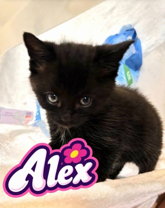 Alex ( Femelle) - Chat Européen à adopter