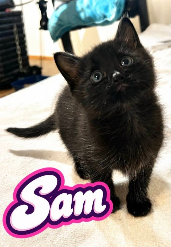 Sam - Chat Européen à adopter