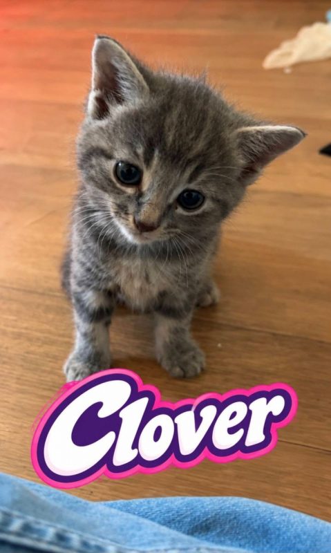 Clover - Chat Européen à adopter