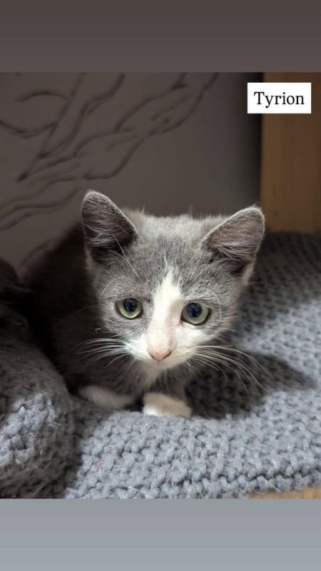 Tyrion - Chat Européen à adopter
