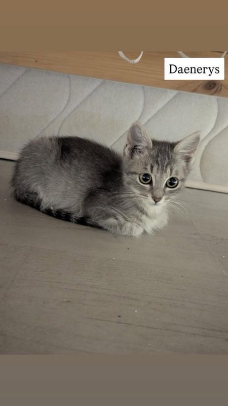 Daenerys - Chat Européen à adopter