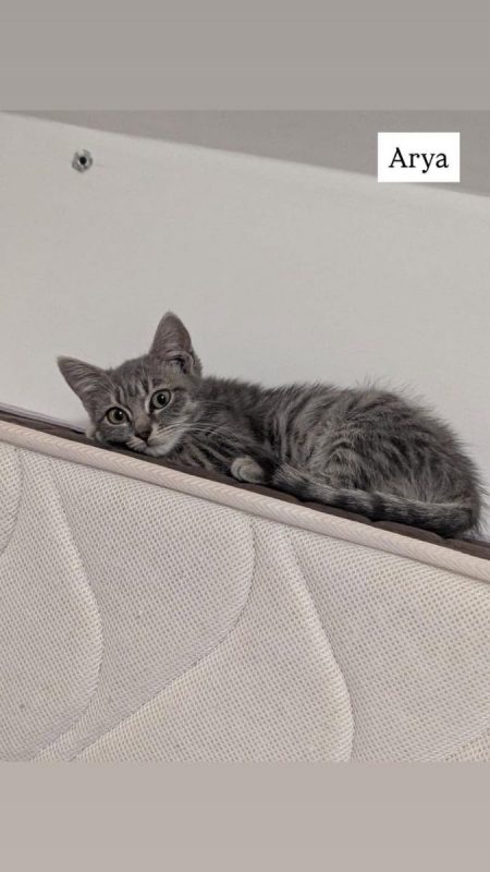Arya - Chat Européen à adopter