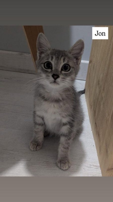Jon - Chat Européen à adopter