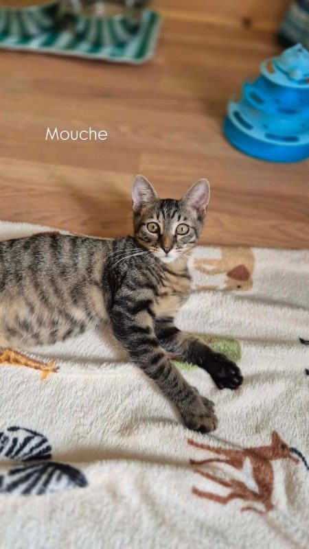 Mouche - Chat Européen à adopter