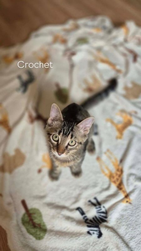 Crochet - Chat Européen à adopter