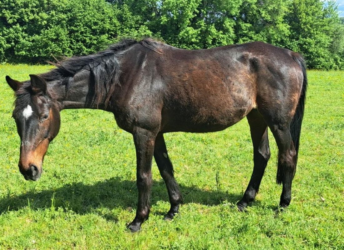 Sylphide - Equidé Cheval à adopter