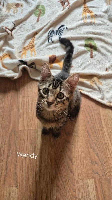 Wendy - Chat Européen à adopter