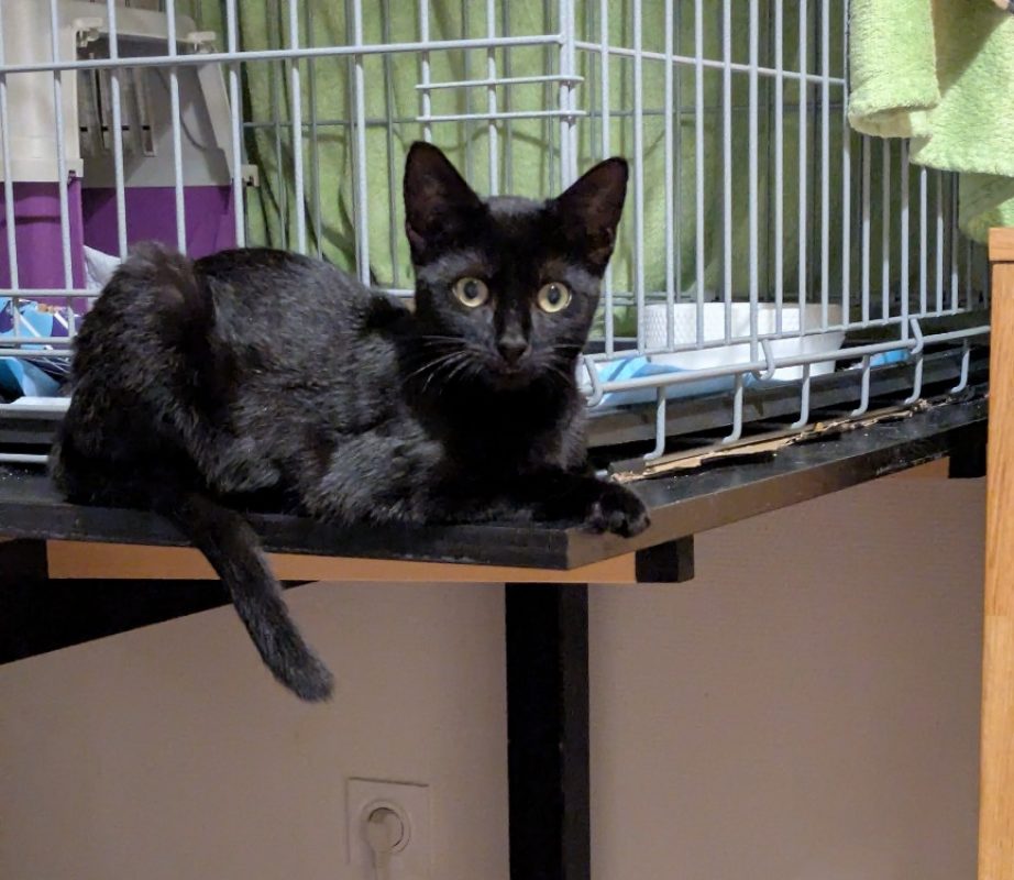 Zazou - Chat Européen à adopter
