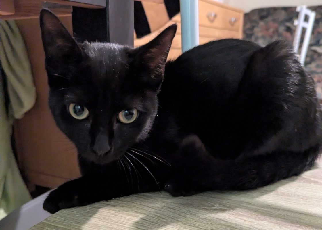 Zazou - Chat Européen à adopter - photo 2