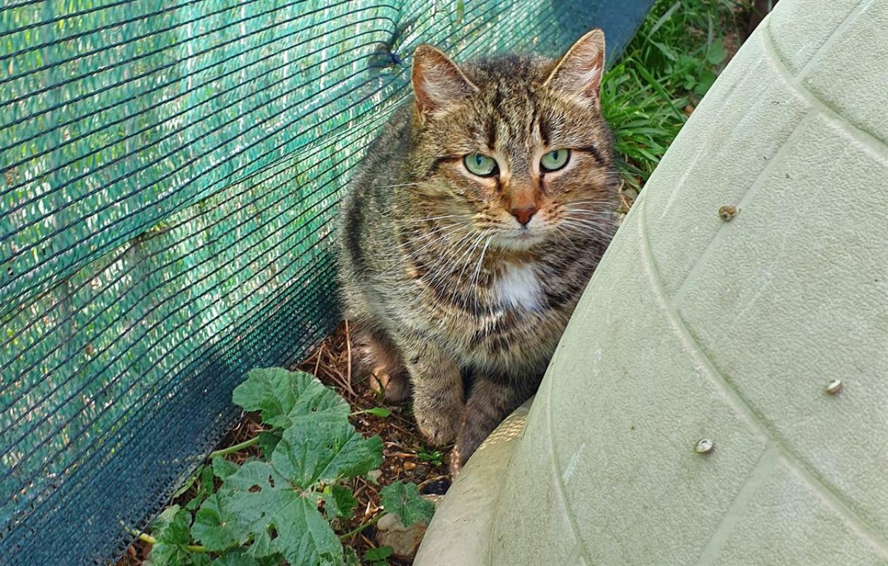 Charlotte - Chat Européen à adopter