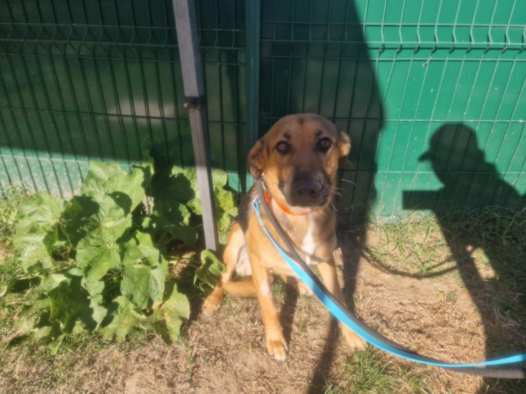 Rex - Chien Berger Allemand à adopter