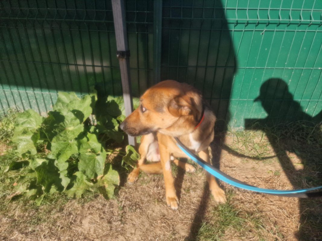 Rex - Chien Berger Allemand à adopter - photo 2