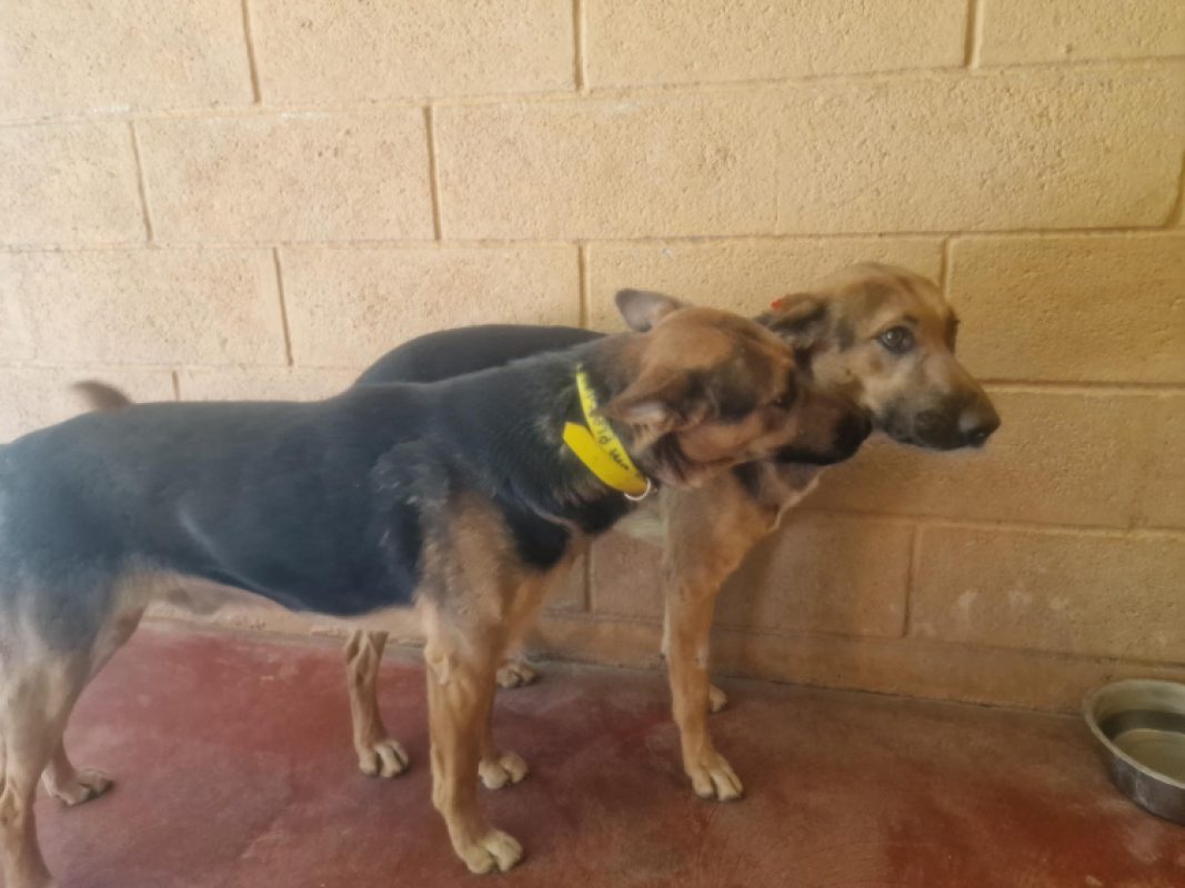 Fadi - Chien Berger Allemand à adopter