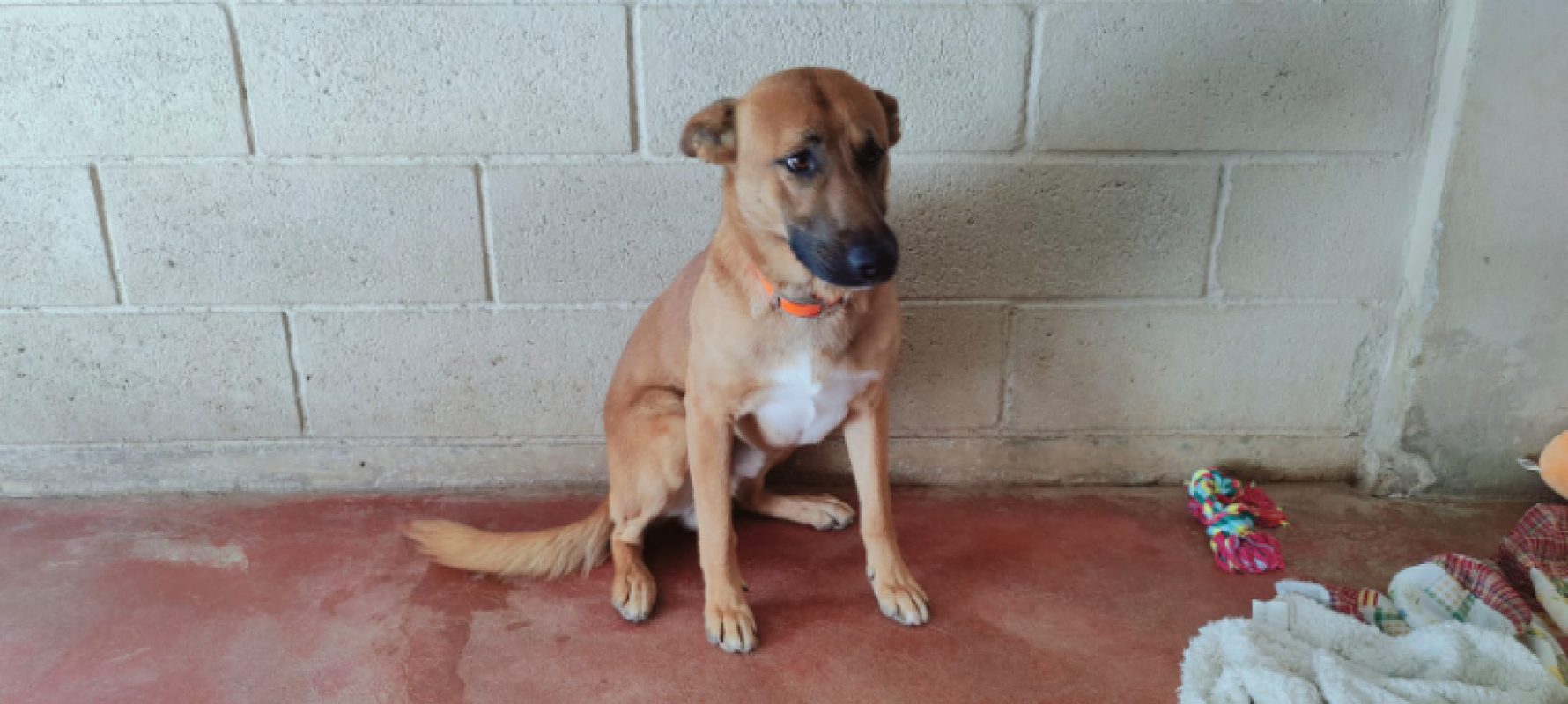 Bobi - Chien Berger Allemand à adopter