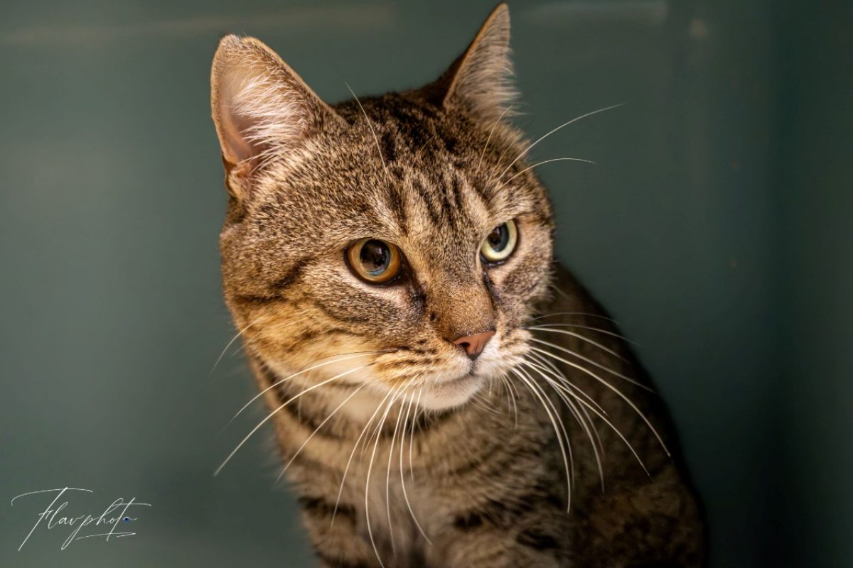 Gohrm - Chat à adopter