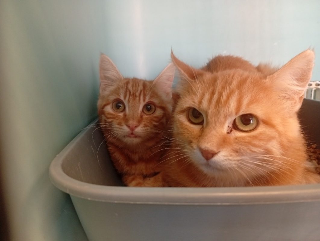 Pomme - Chat Européen à adopter