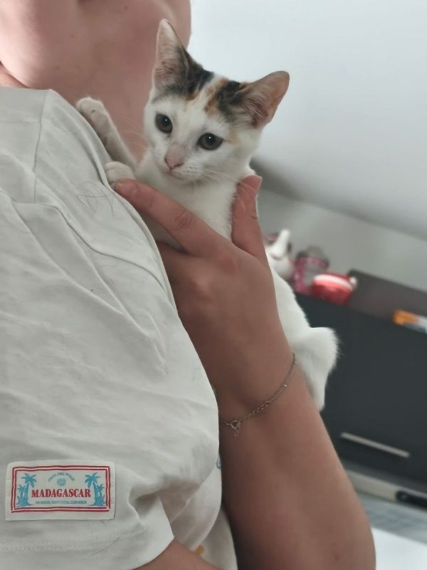 Judy - Chat Européen à adopter
