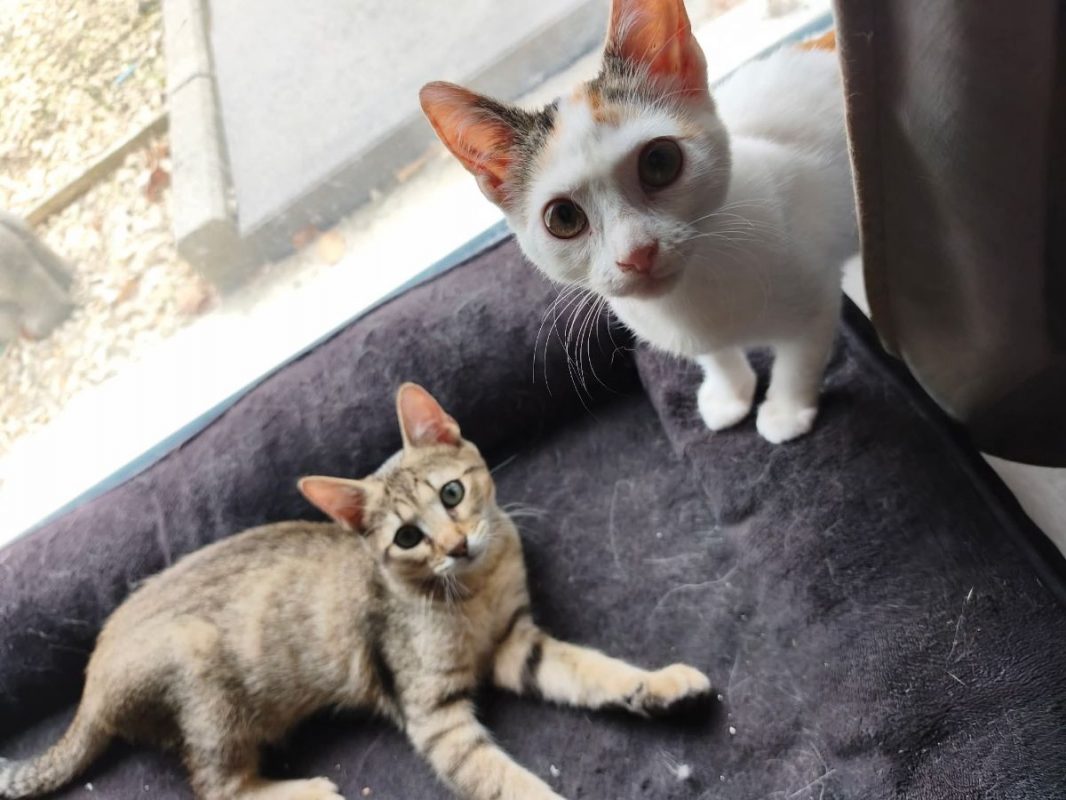 Judy - Chat Européen à adopter - photo 6