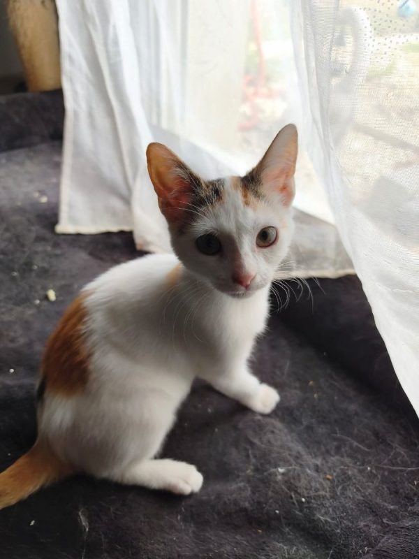Judy - Chat Européen à adopter - photo 2