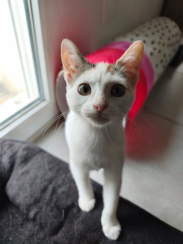 Judy - Chat Européen à adopter - photo 3