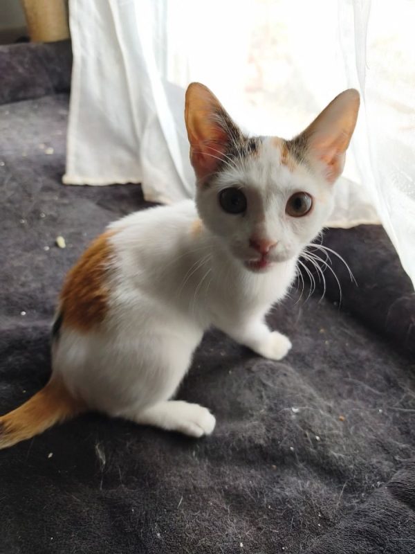 Judy - Chat Européen à adopter - photo 5