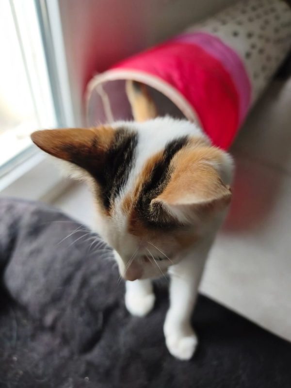Judy - Chat Européen à adopter - photo 4