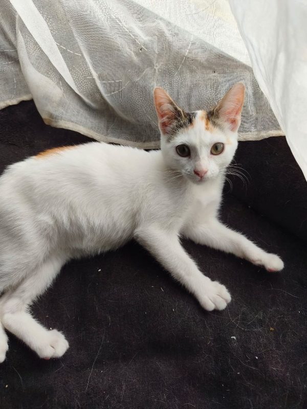 Judy - Chat Européen à adopter - photo 7