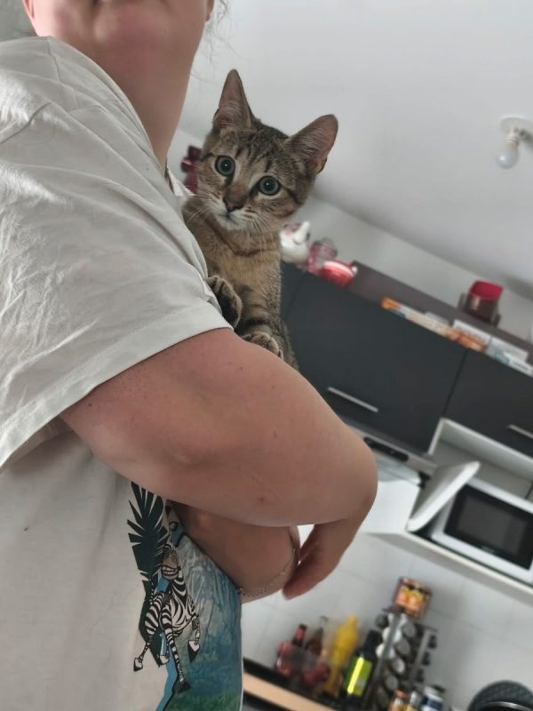 Buky - Chat Européen à adopter - photo 2