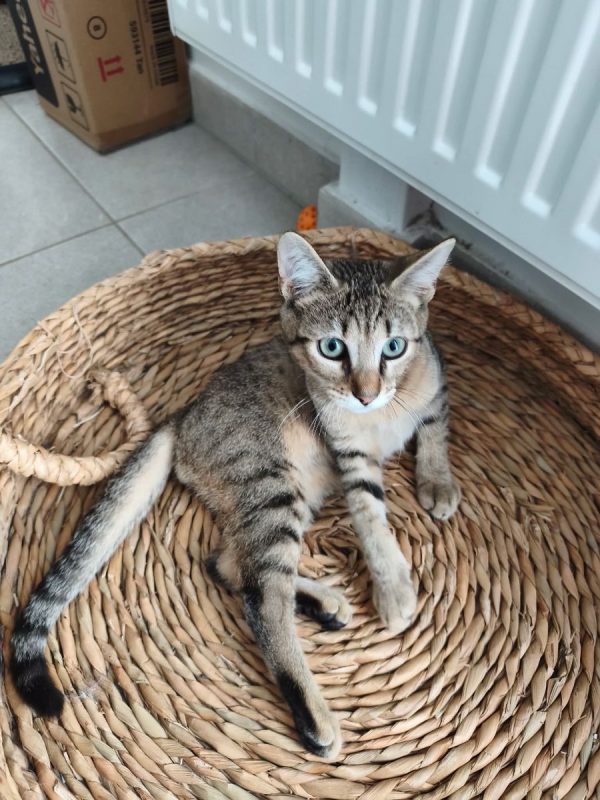 Buky - Chat Européen à adopter