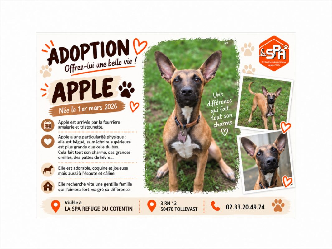 Apple - Chien Berger à adopter
