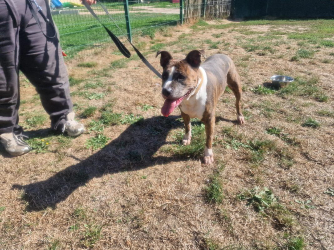 Shiva - Chien à adopter