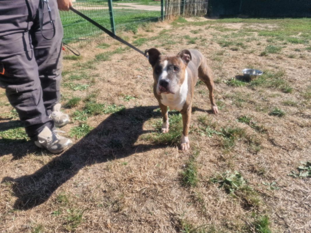 Shiva - Chien à adopter - photo 2