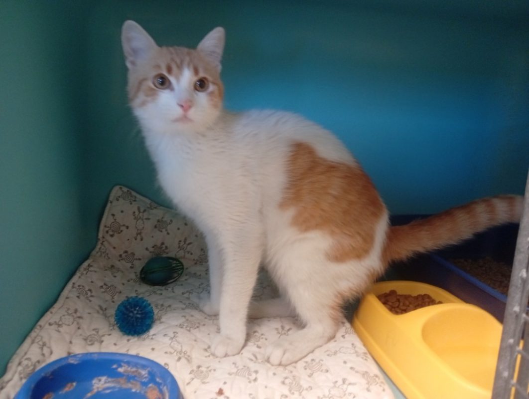 Wolverine - Chat Européen à adopter